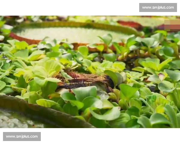 亚马孙王莲：黑夜绽放的 “善变花王”